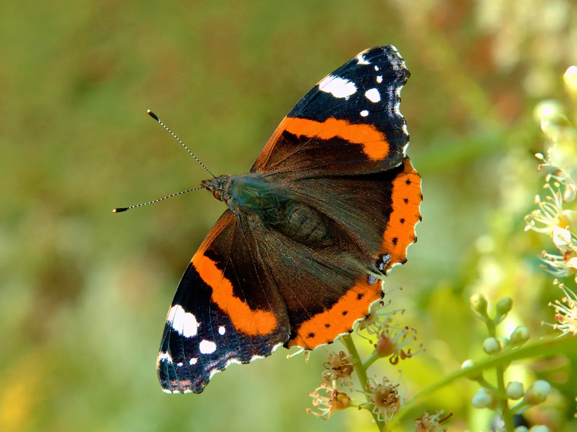 Papillon