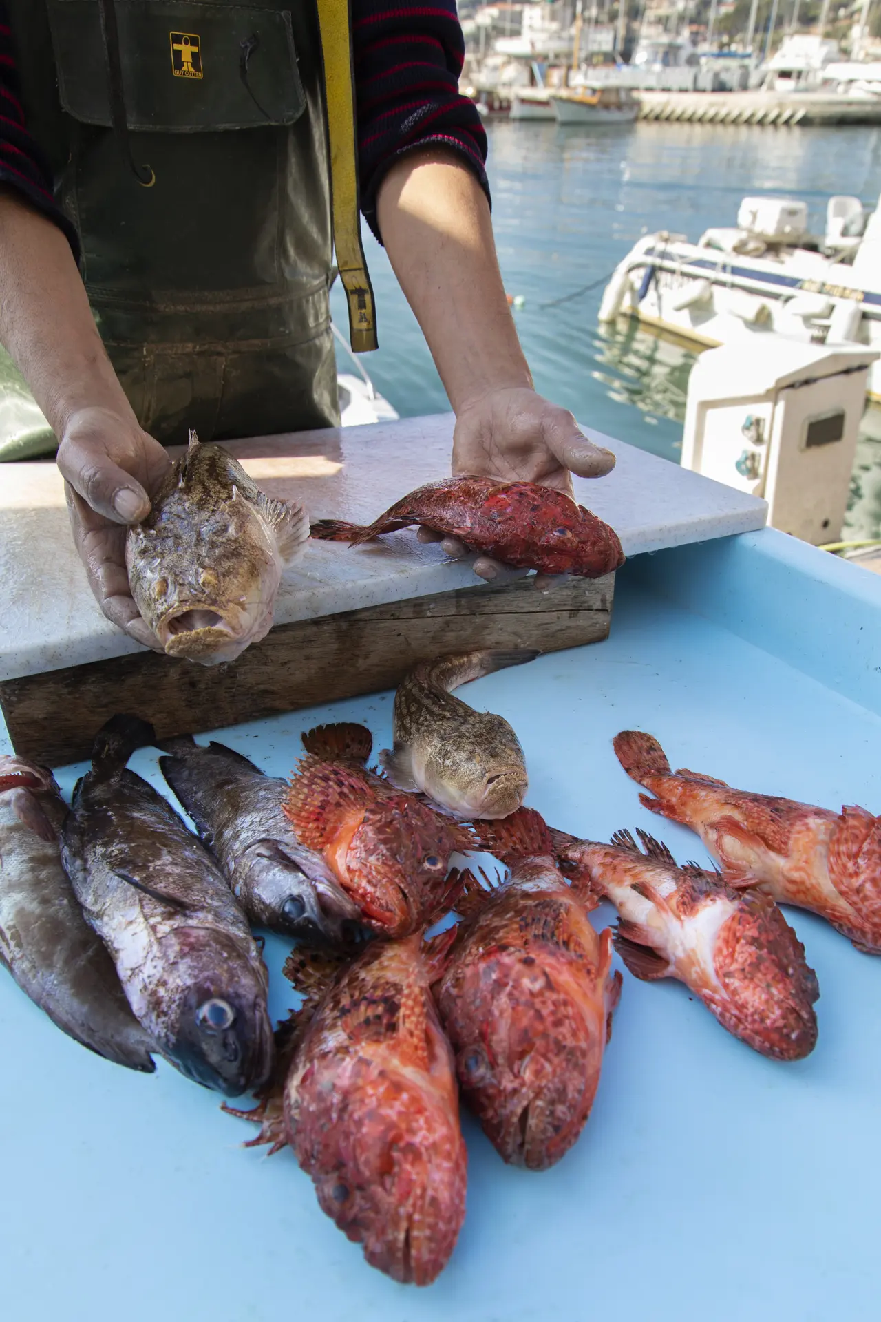 Poissons à Cassis proche de Marseille