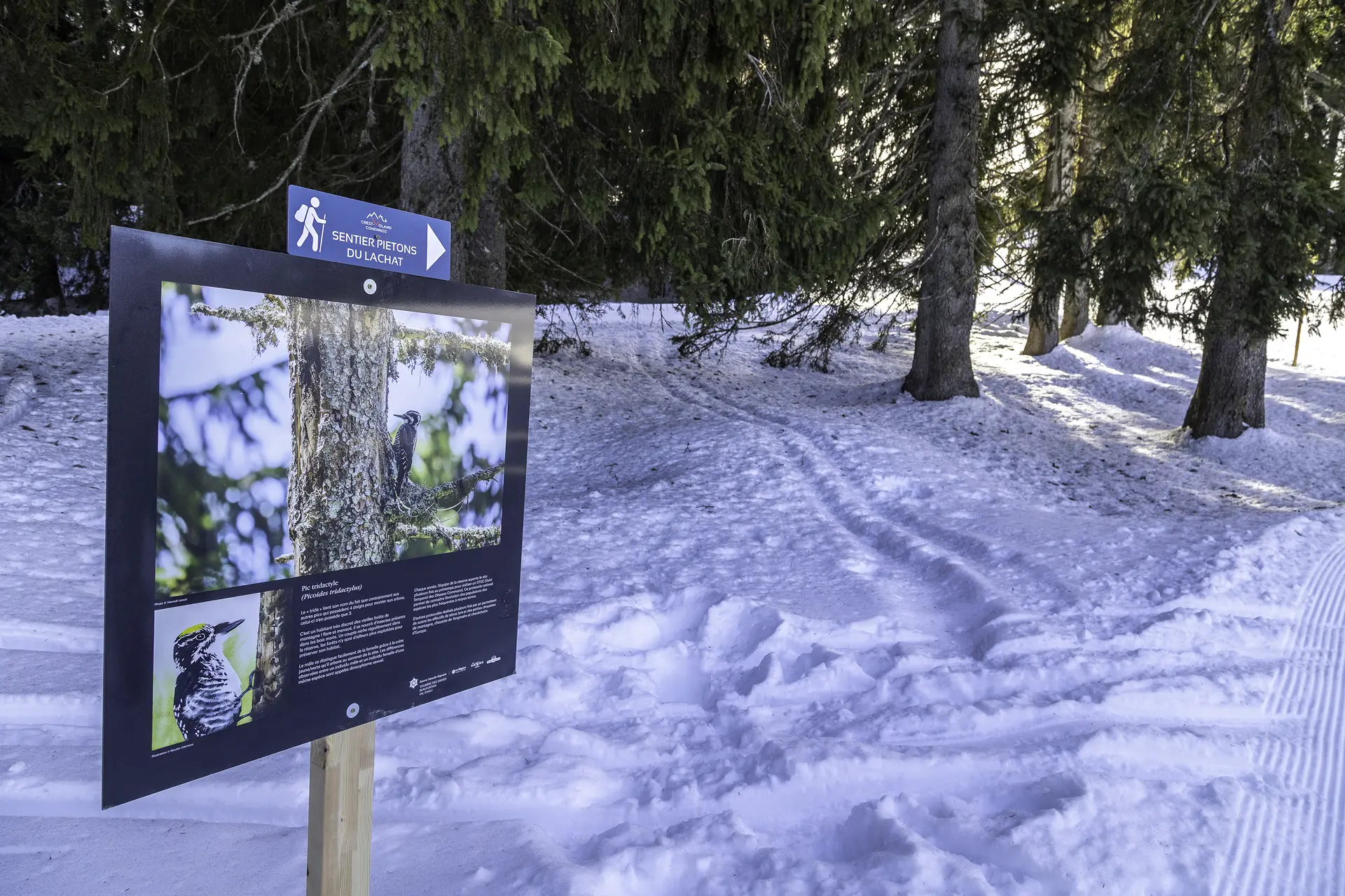 Comprendre la Tourbière et ses secrets avec ce sentier piétons en photos