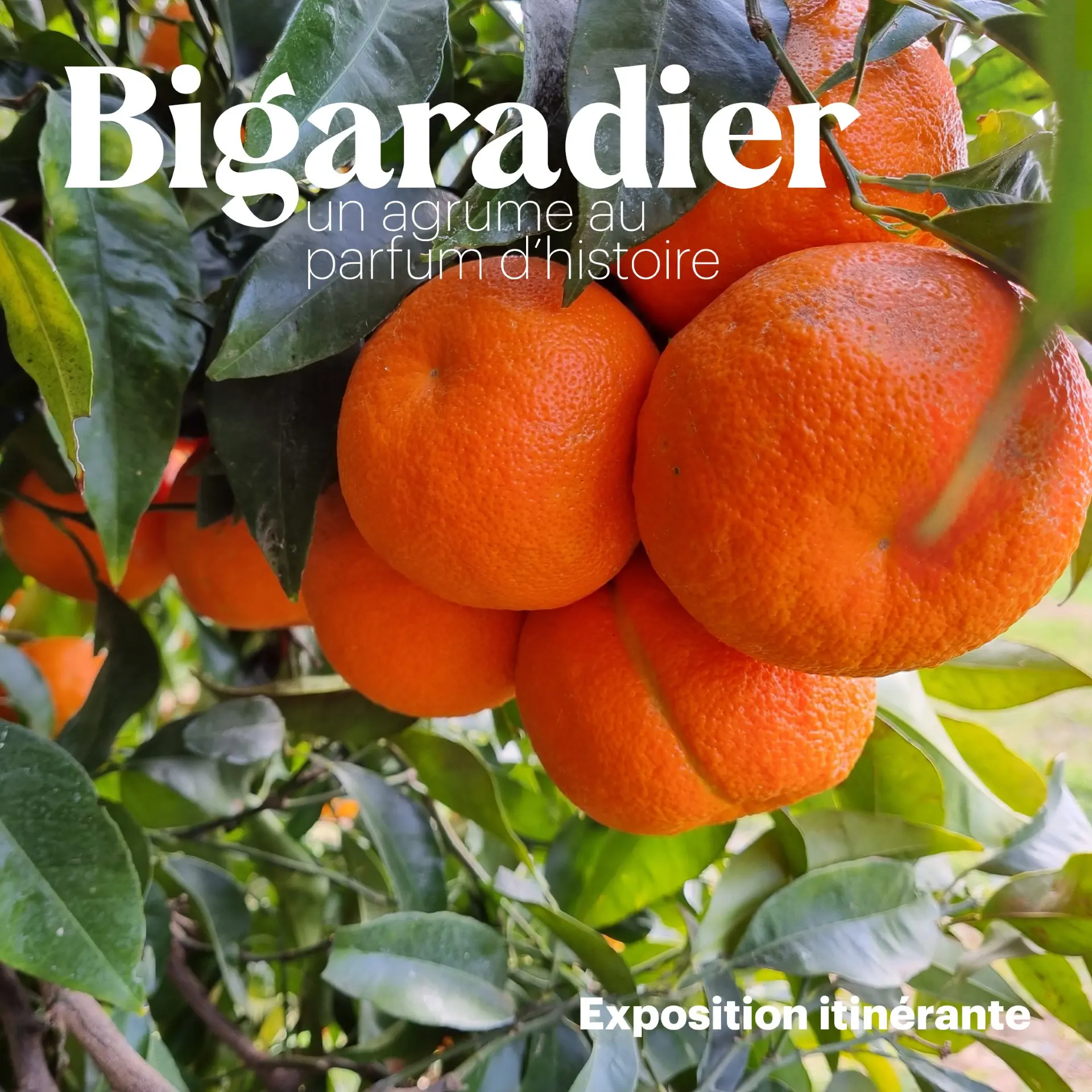 EXPO_BIGARADIERS_VISUELS4 (1)