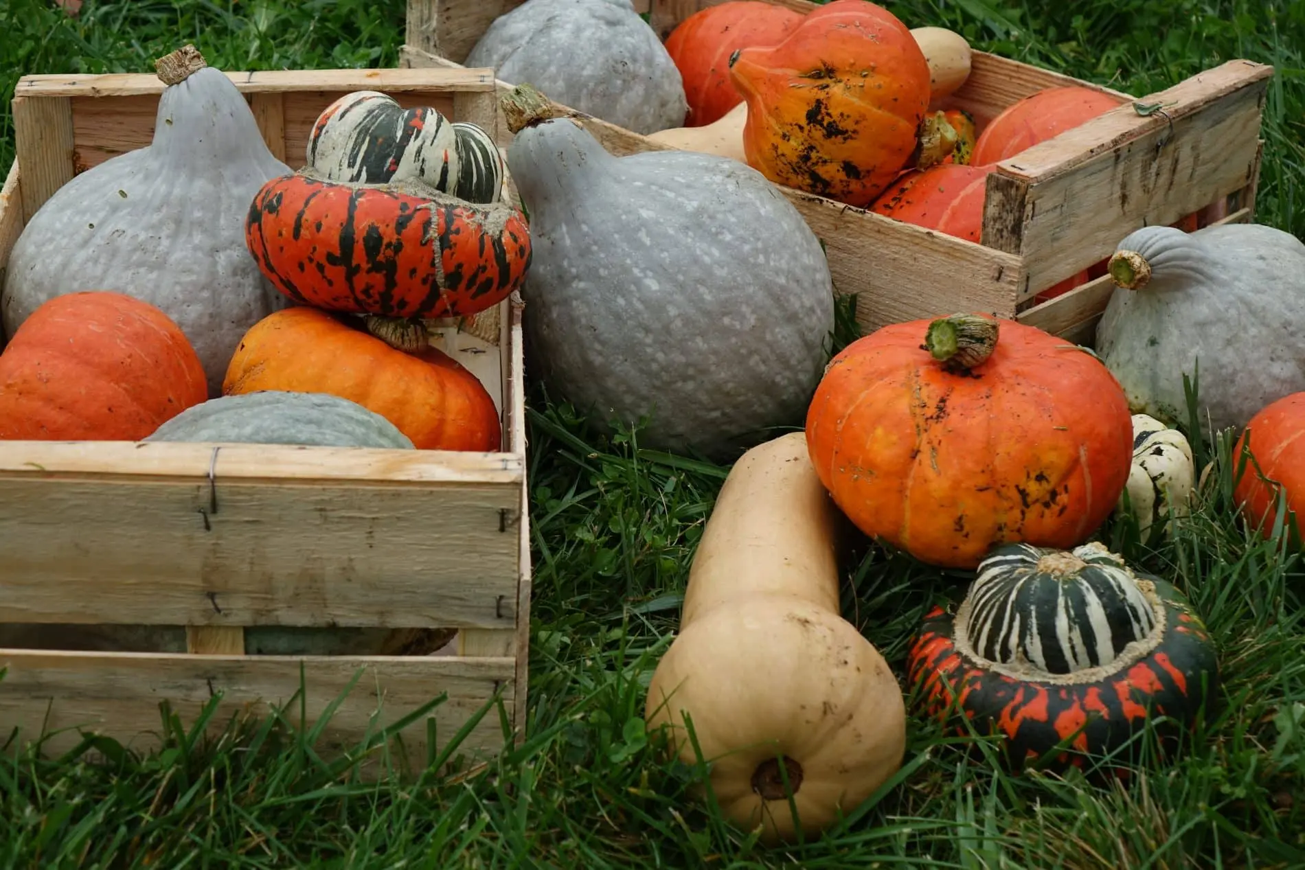 Evènement - Soupe d'automne_Saint-Denis
