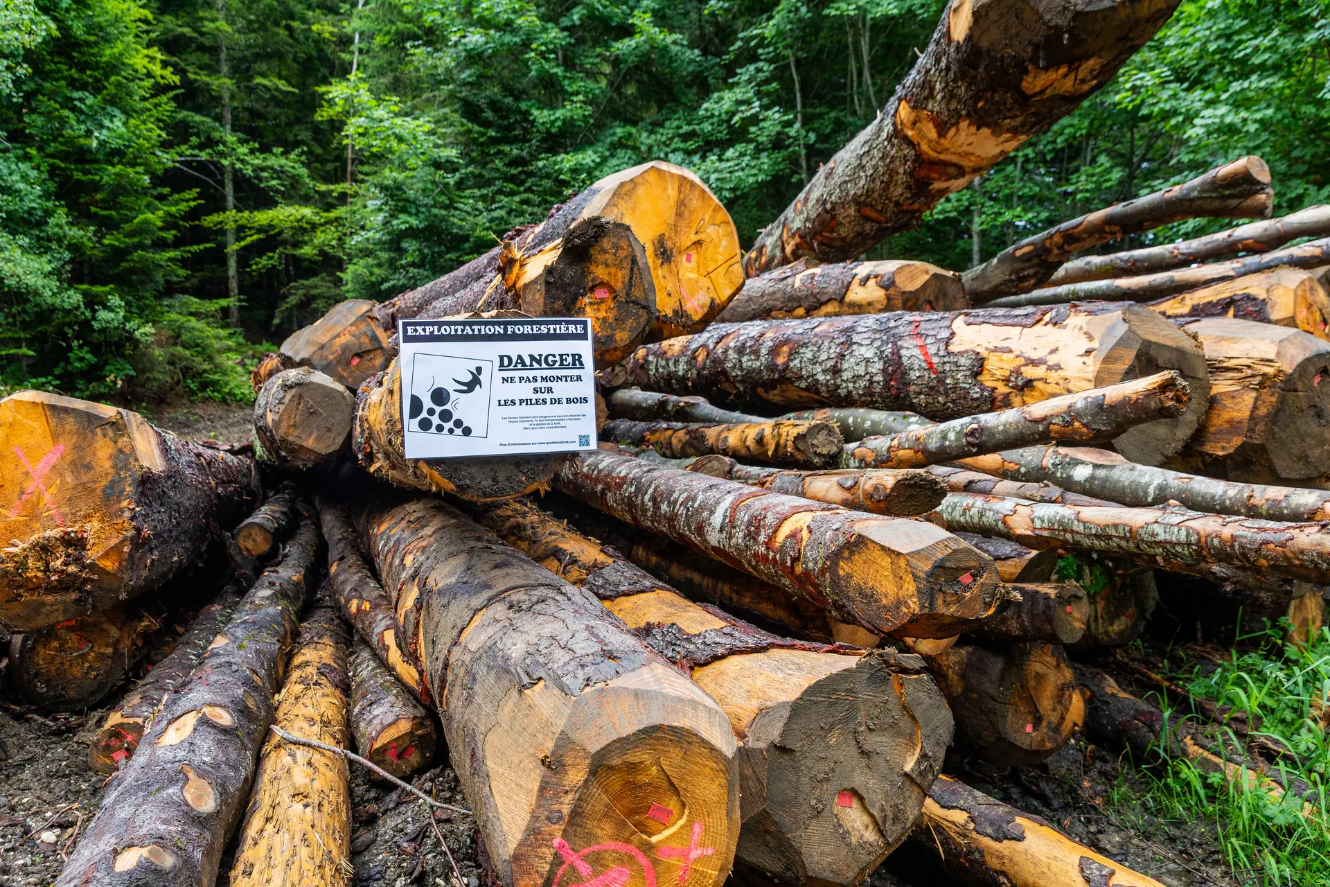 Un chantier forestier : à quoi ça sert ?