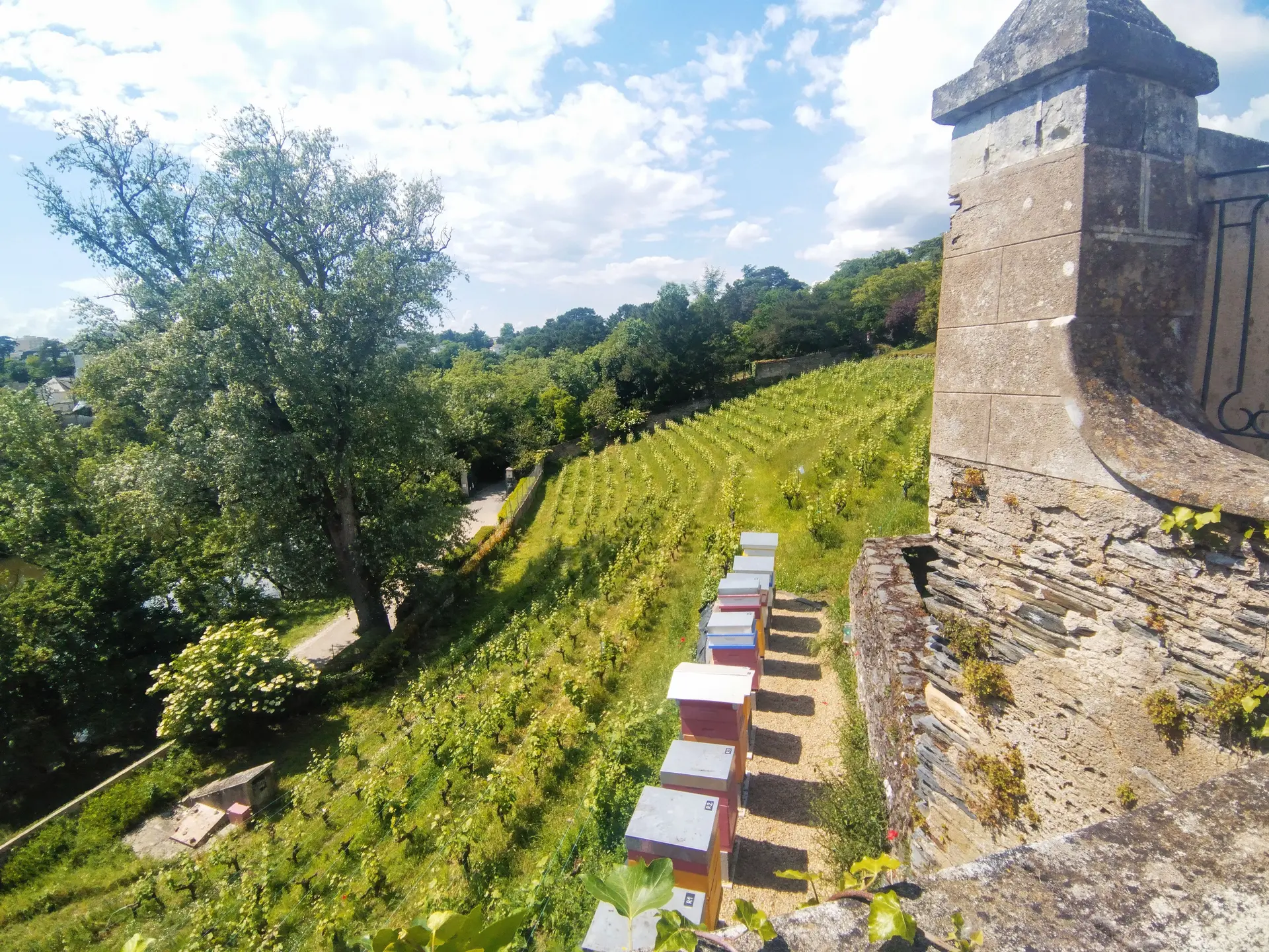 Pan de vignes