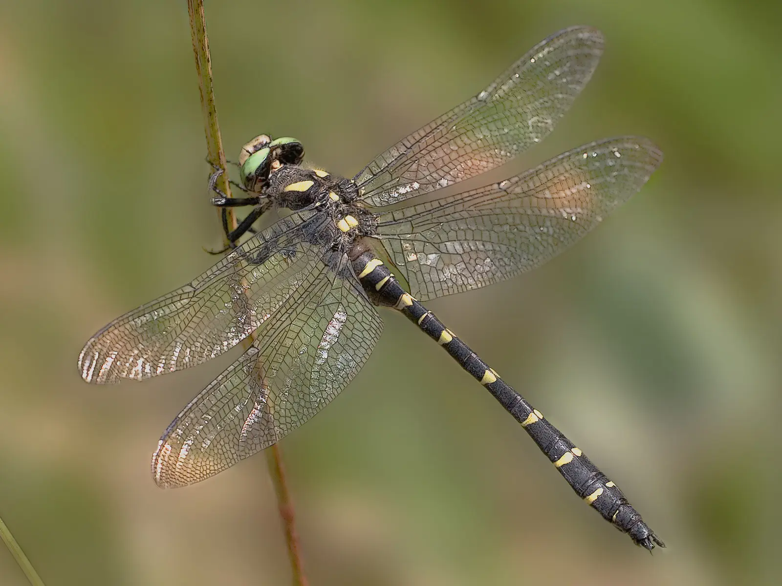 Cordulegastre bidente