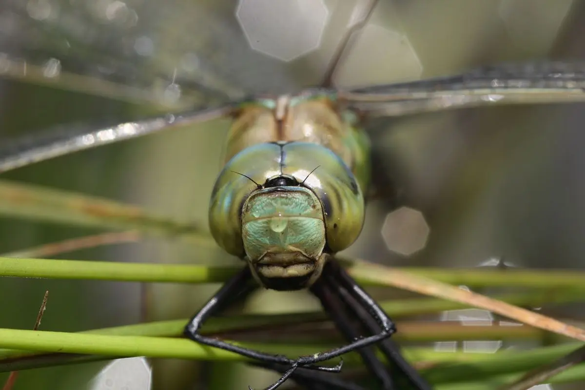 Libellule