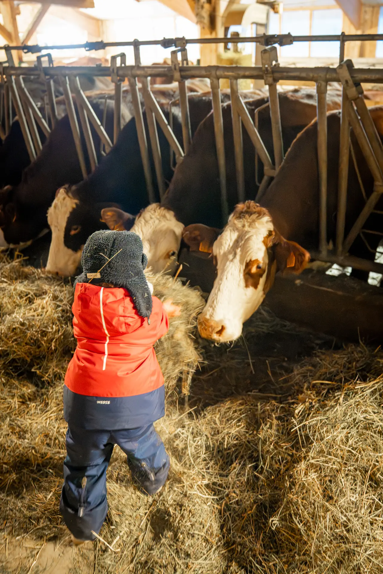 Visite guidée d'une ferme de montagne_Les Contamines-Montjoie