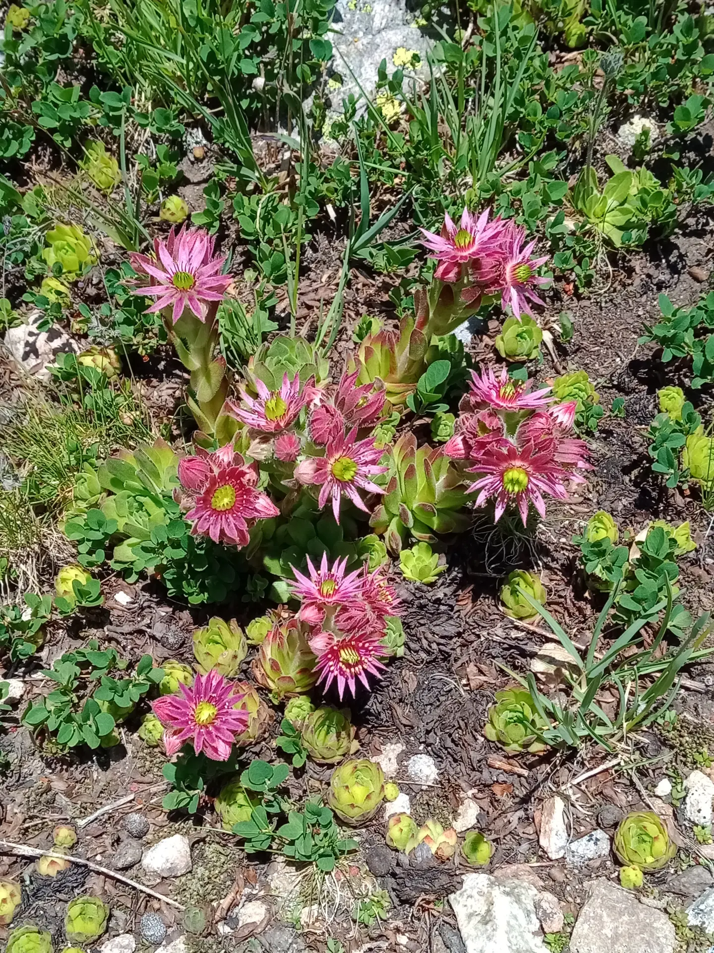 flore