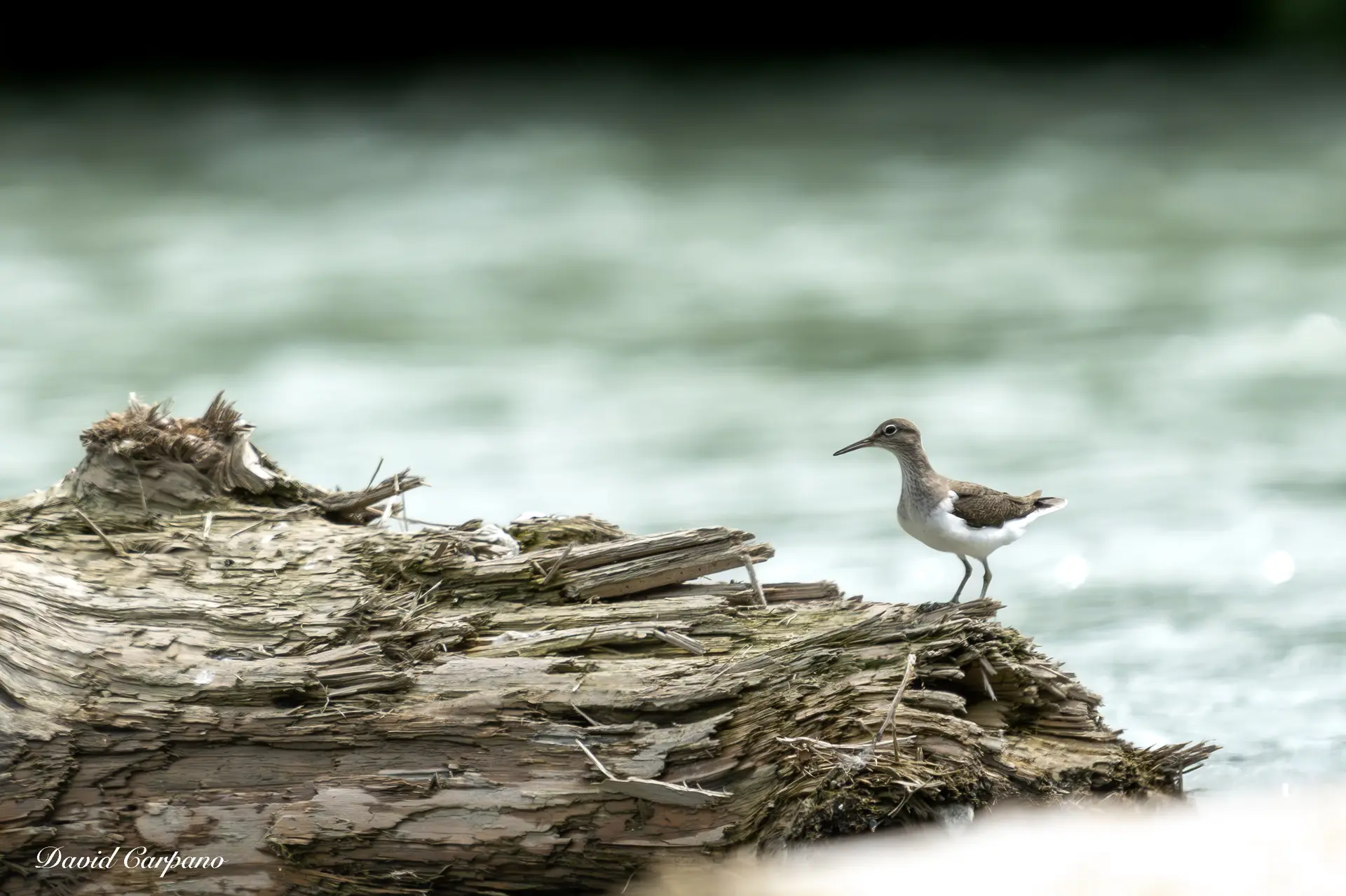Nauffrage passy-faune sauvage