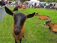 Foire aux chèvres