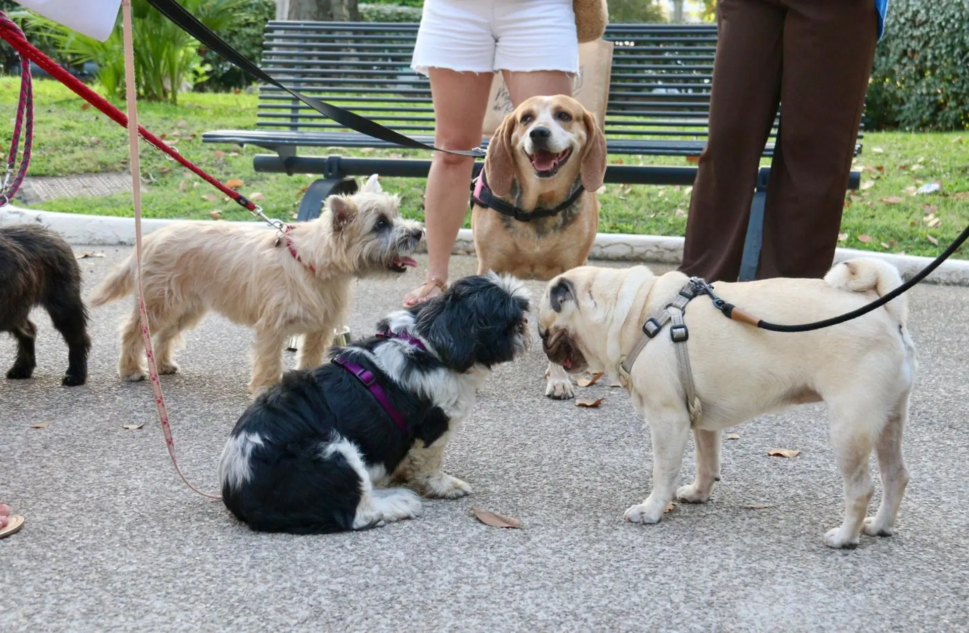 Visite guidée avec son animal de compagnie