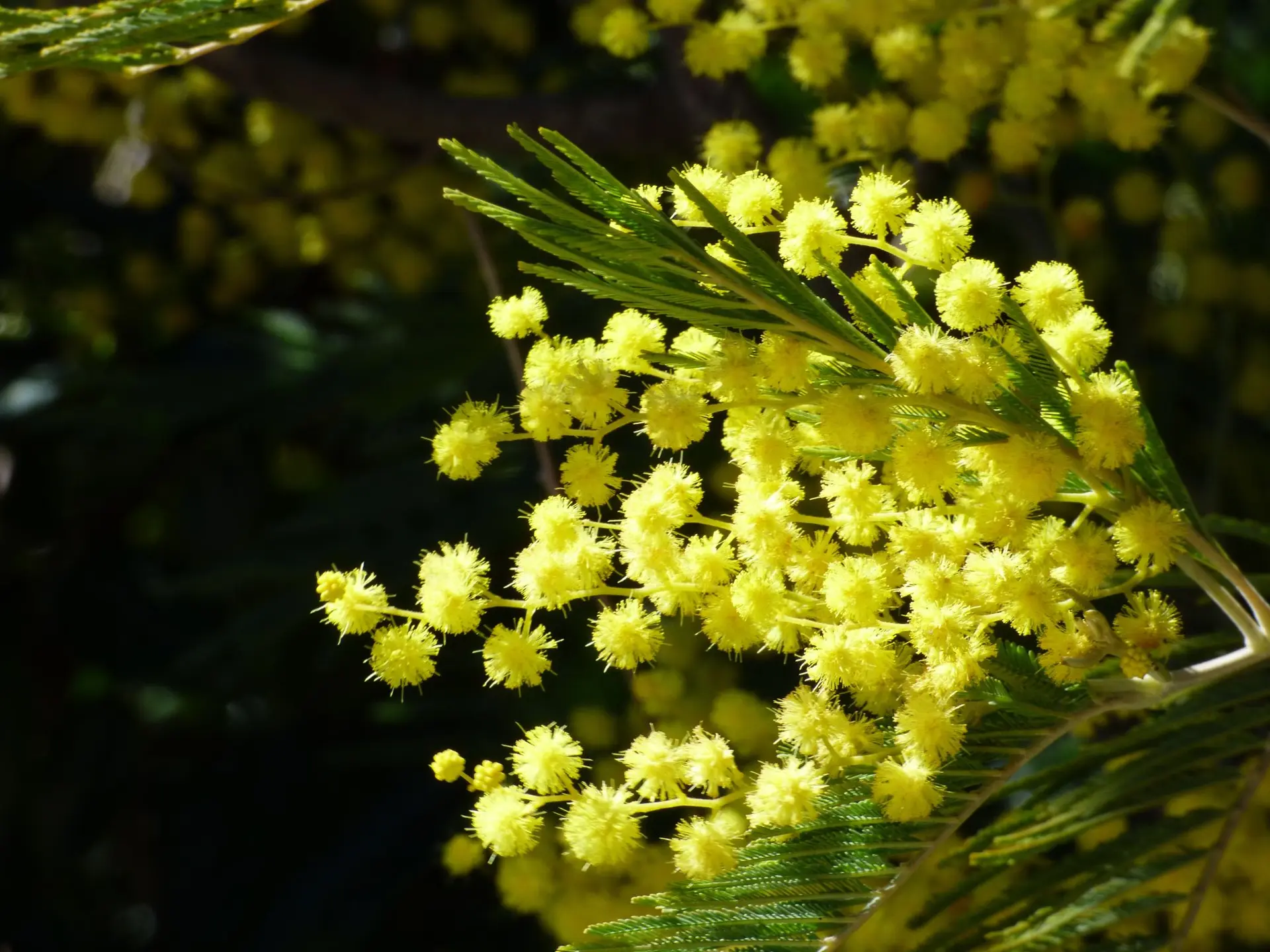 Randonnée mimosas