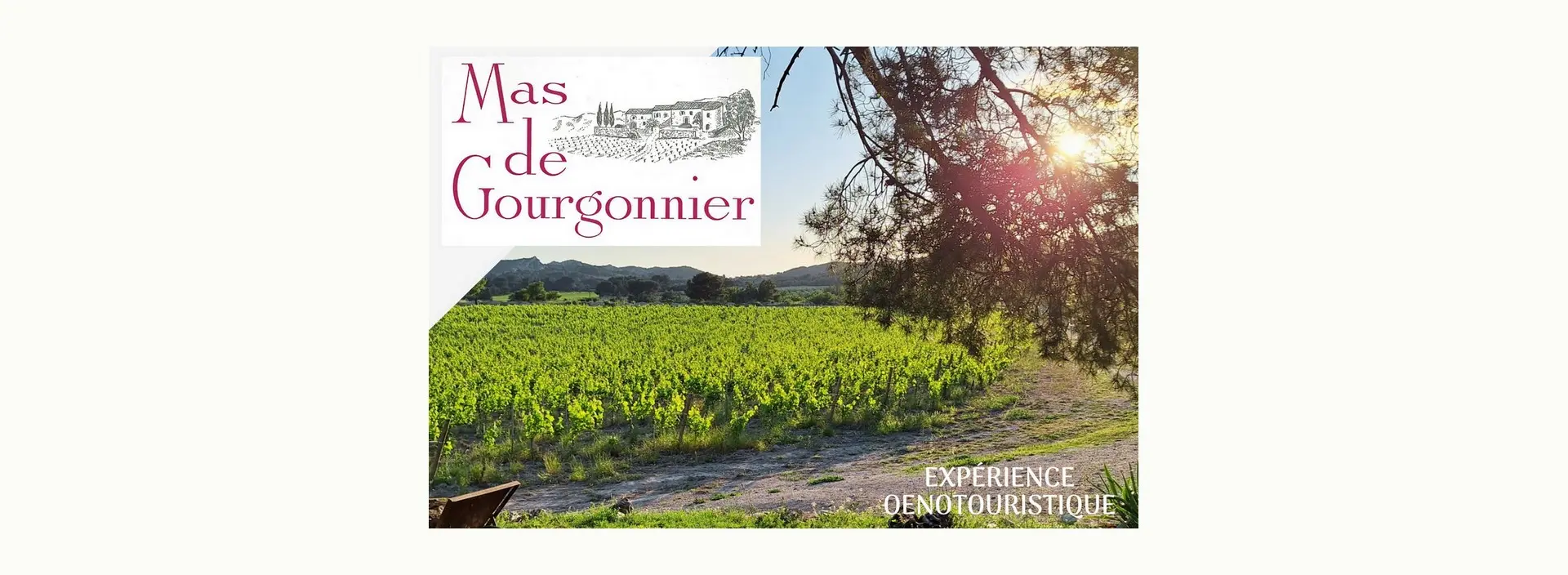Visite d'un domaine viticole - Mas de Gourgonnier_Mouriès_programme 2025