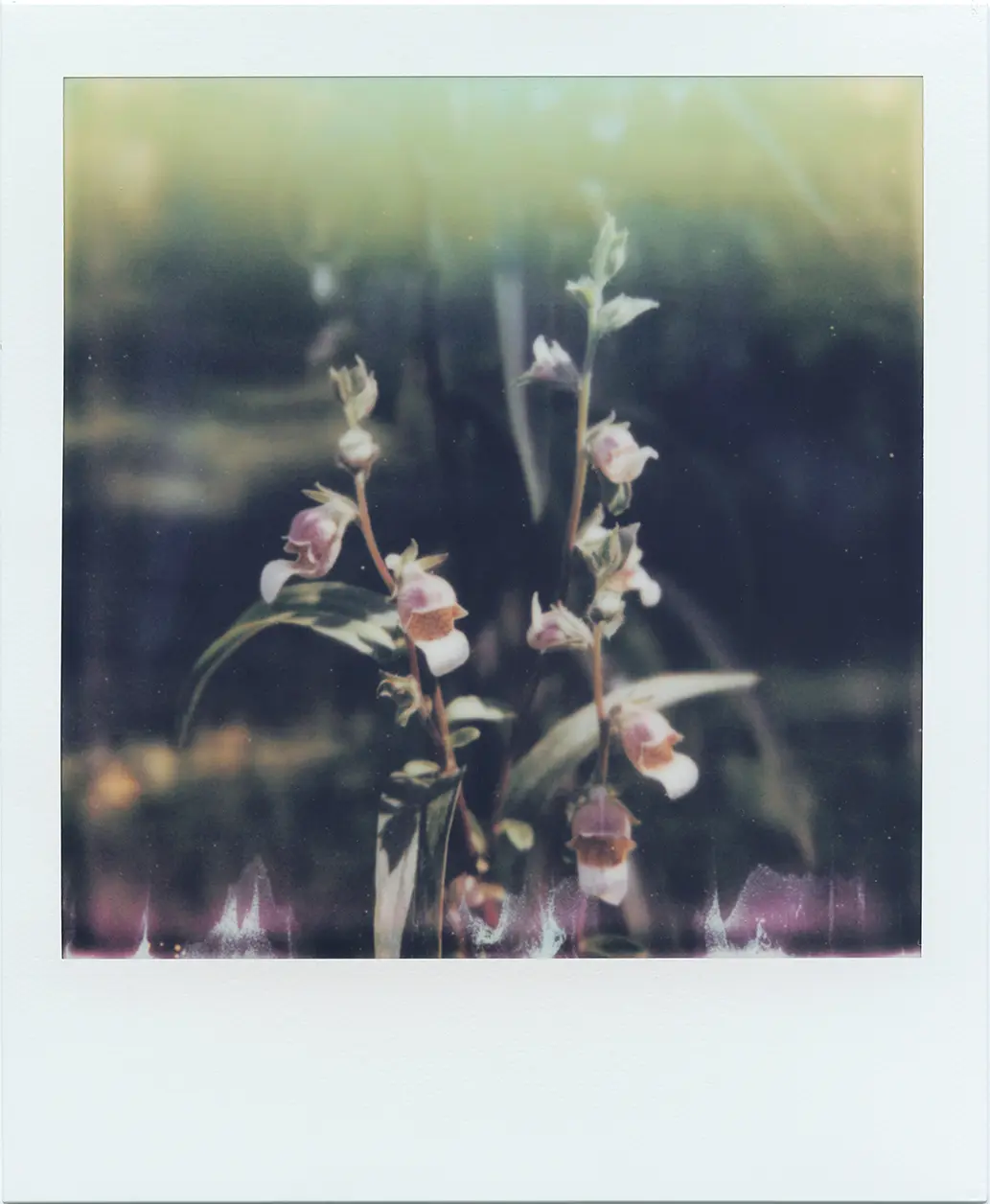 Polaroid-3-©-Hideki-Umezawa