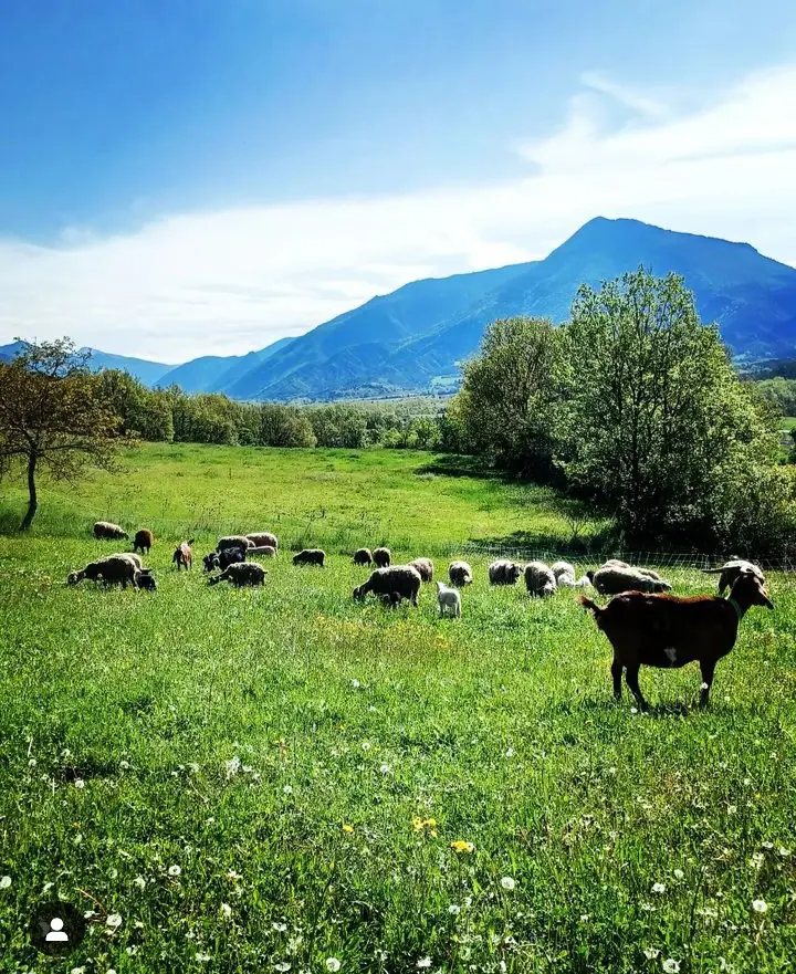 Les animaux du Domaine de la Beaumette