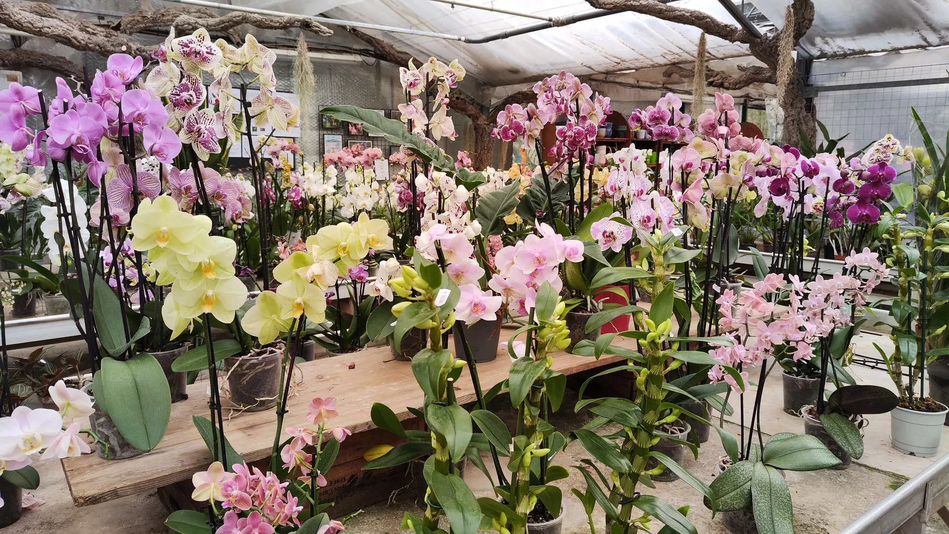 Les Orchidées Vacherot