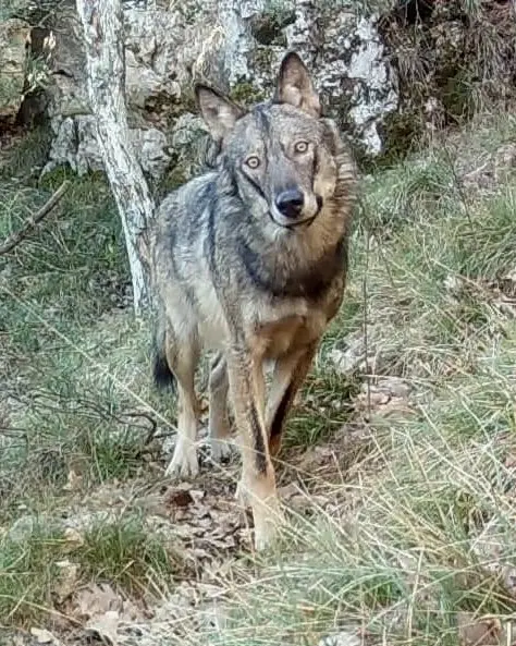 Balade sur les traces des loups La Londe les Maures