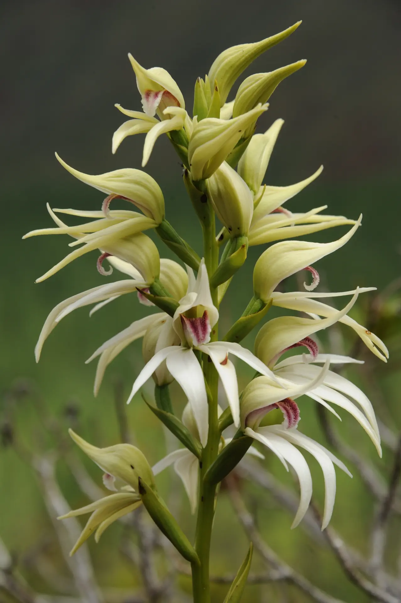 Orchydée Mégastylis gigas