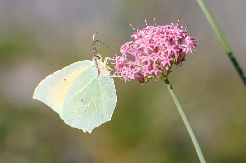 Le Citron de Provence - Gonepteryx cleopatra