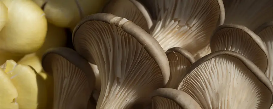 Champignons - Pleurotes