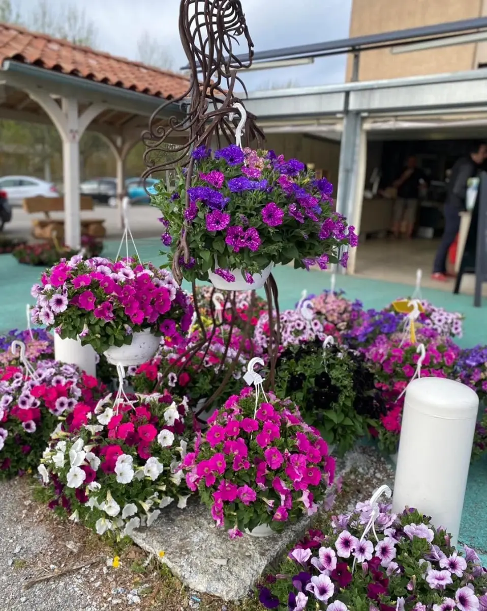 Fleurs des Frères Bruzzone