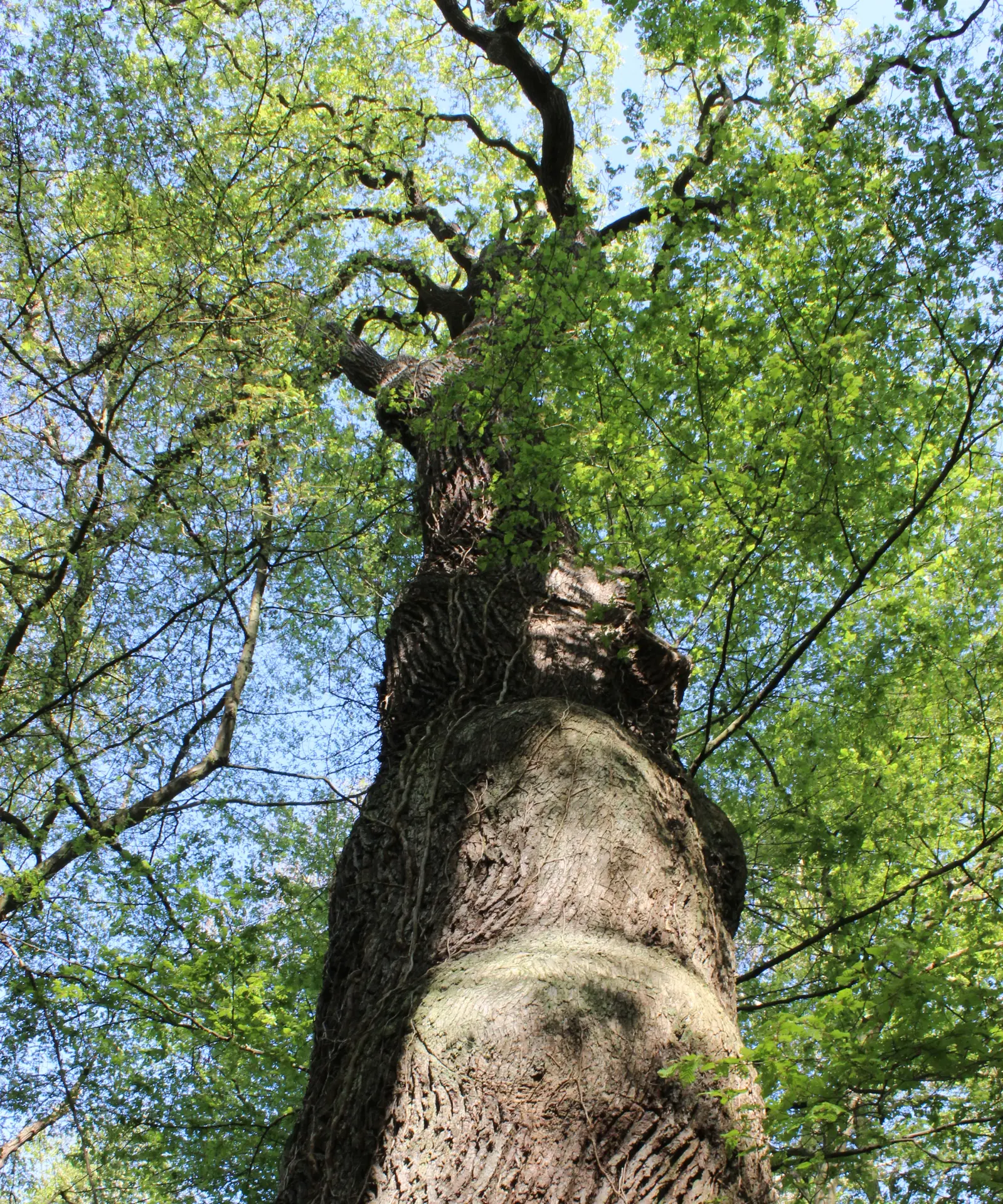 Etape 2 - Le renouvellement de la forêt