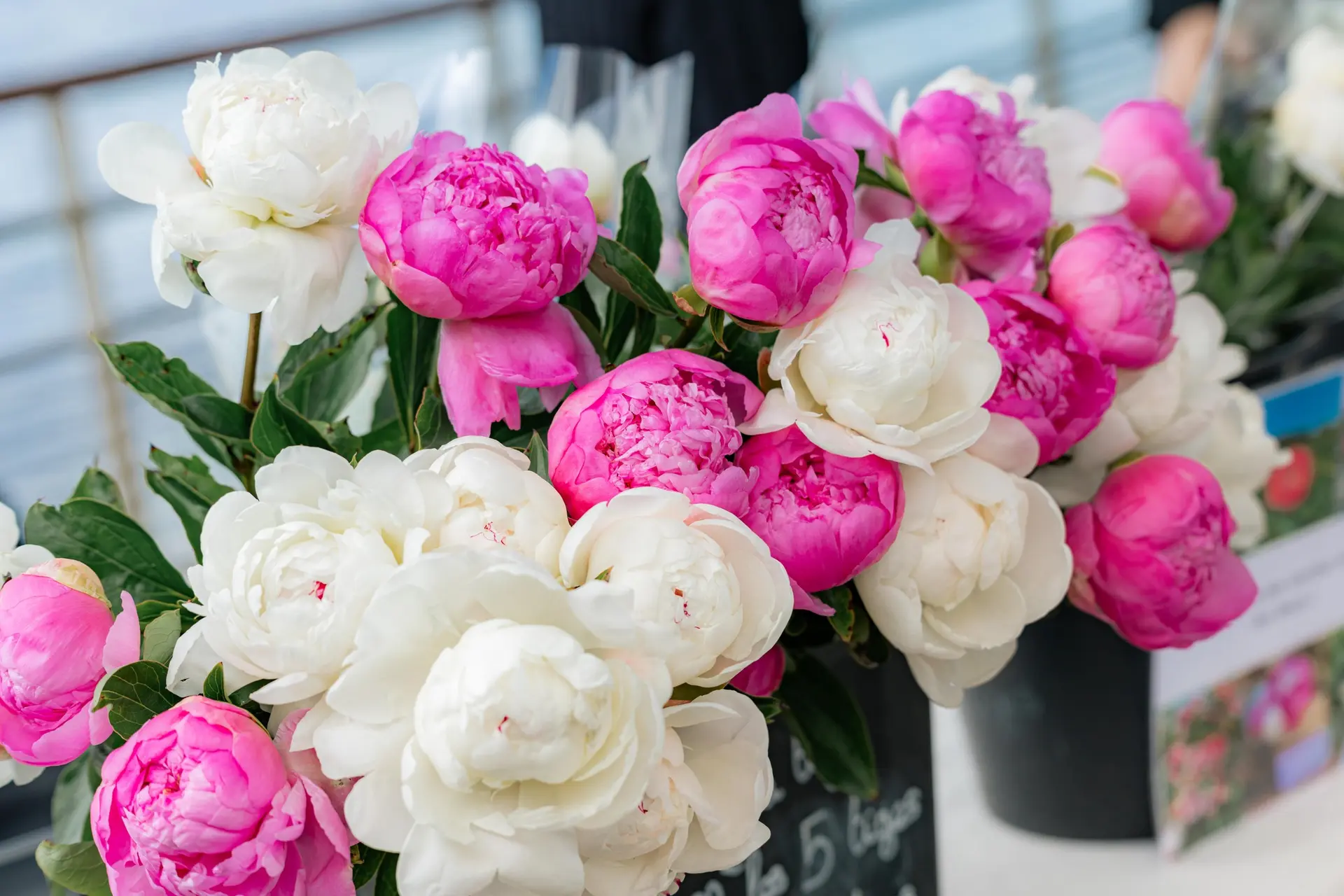 Pivoines