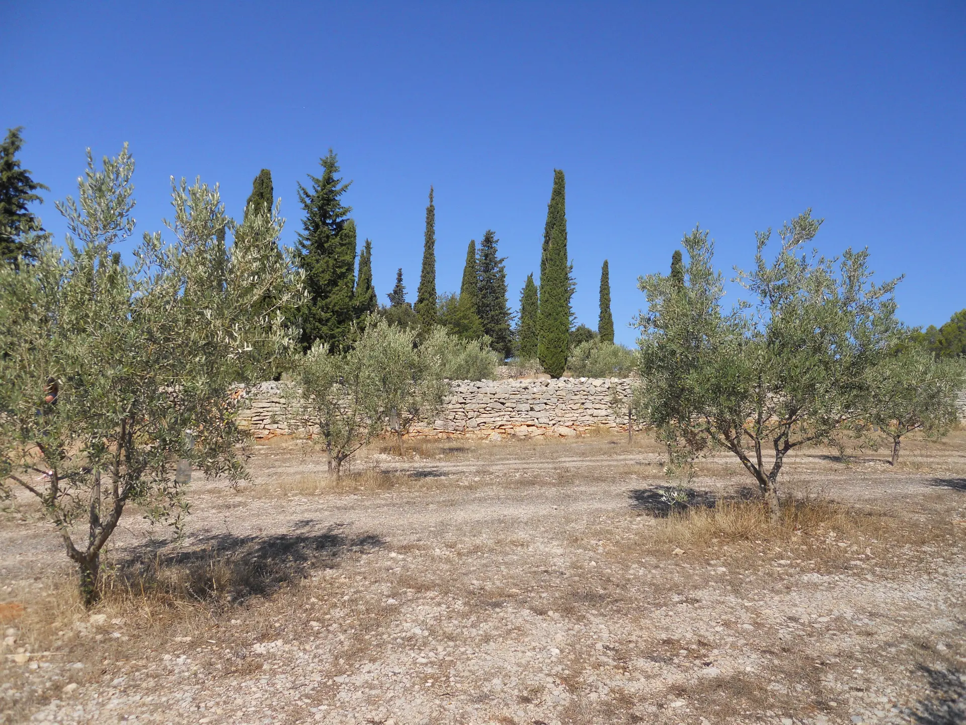 L'oliveraie du Château La Martinette