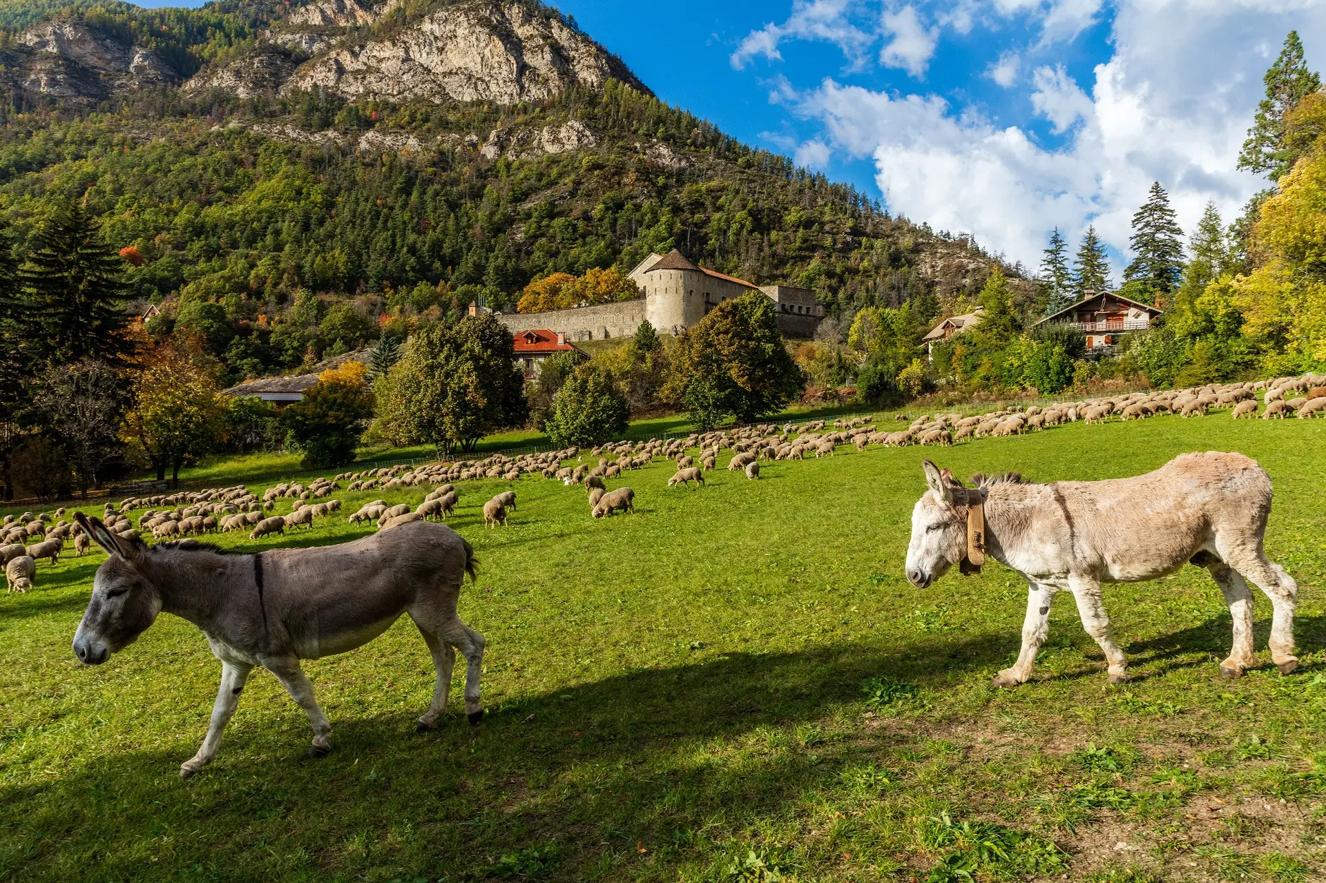 Revendran Fête de la Transhumance à Colmars