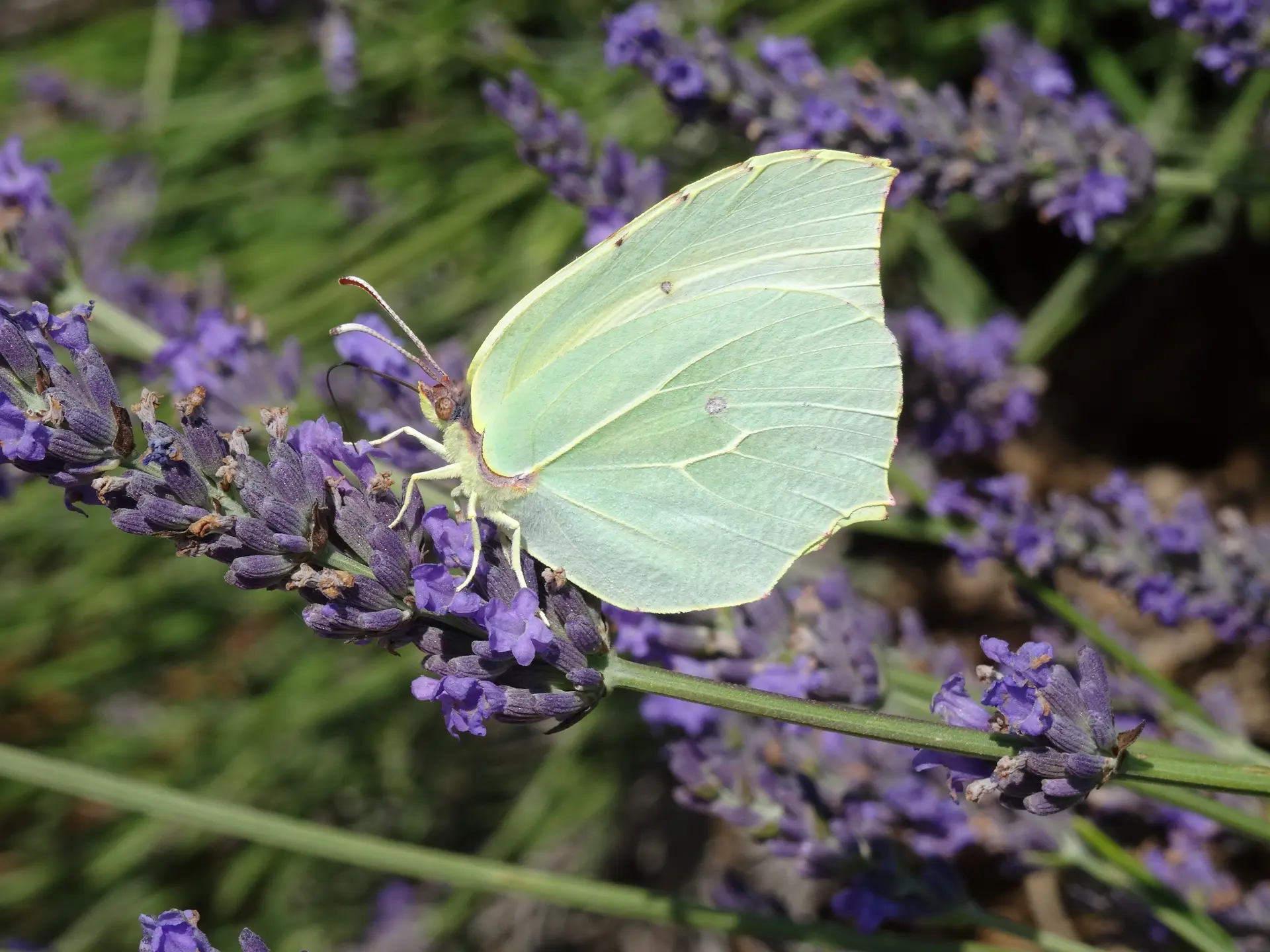 Les conférences environnement en Méditerranée porte des Maures