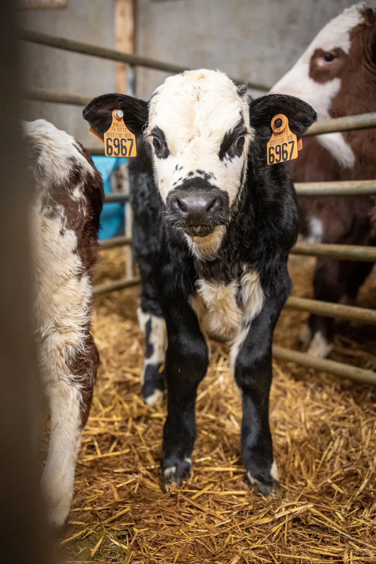 Visite guidée d'une ferme de montagne_Les Contamines-Montjoie