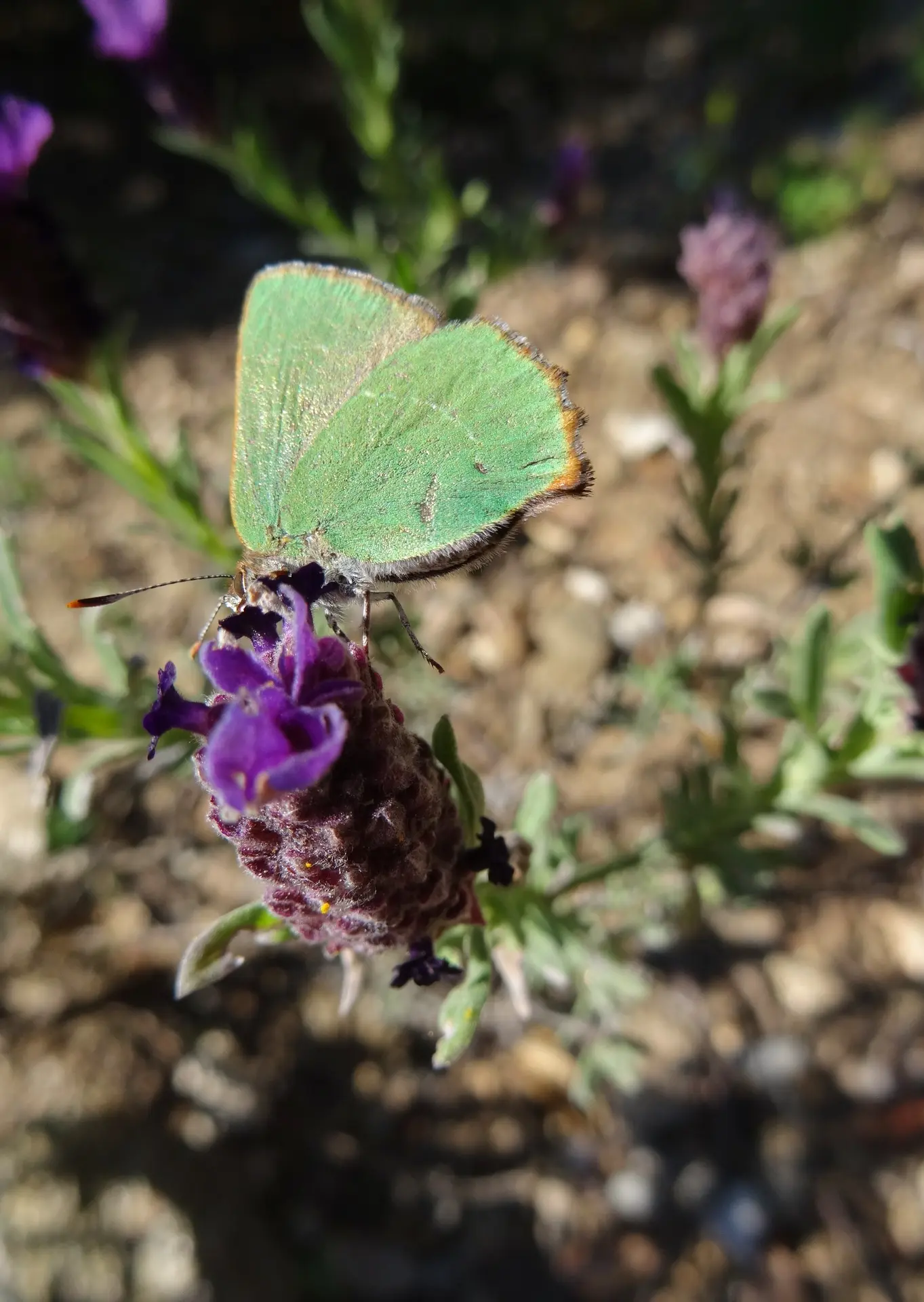 Les conférences environnement en Méditerranée porte des Maures