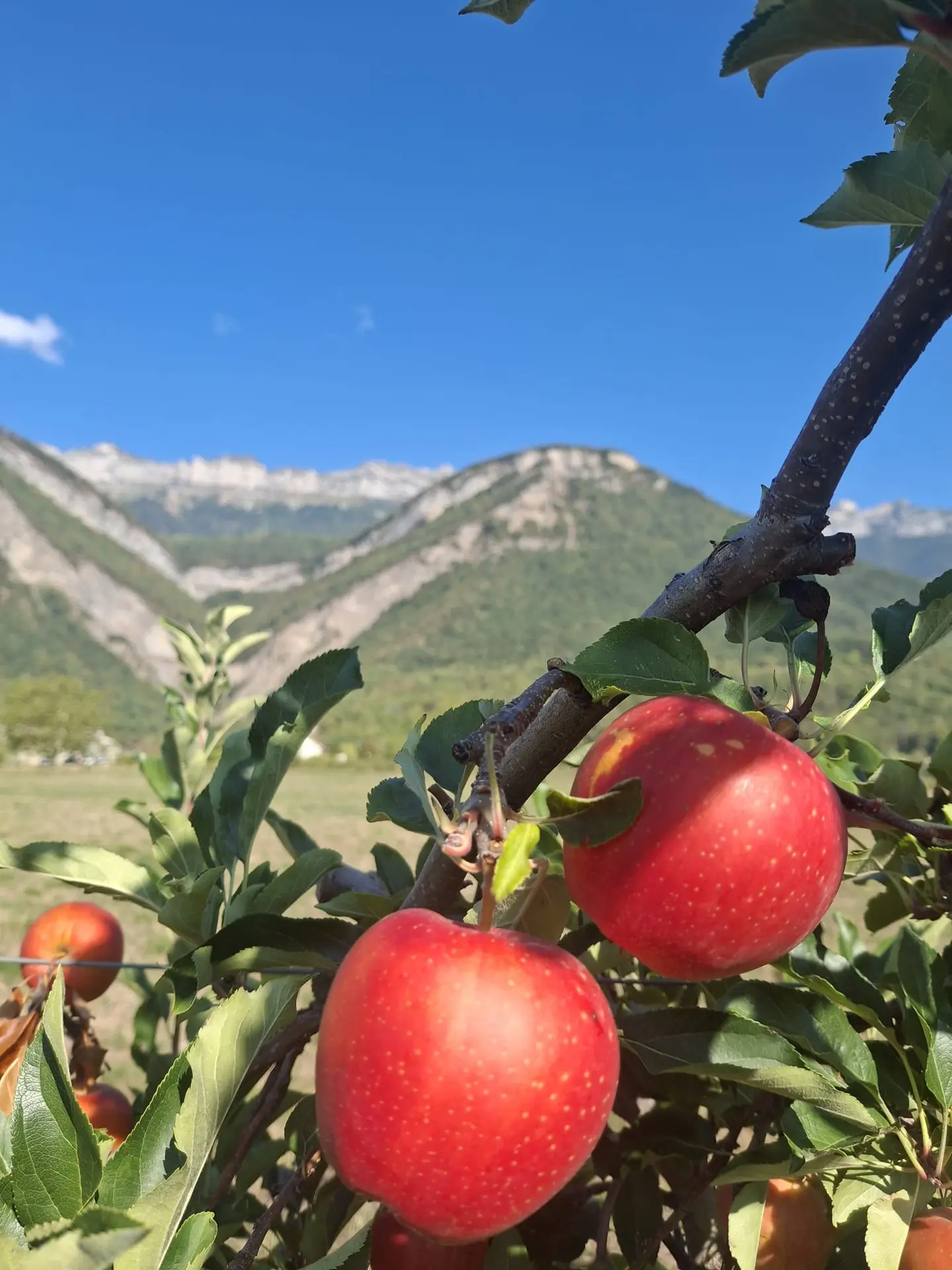 Pommes Gala