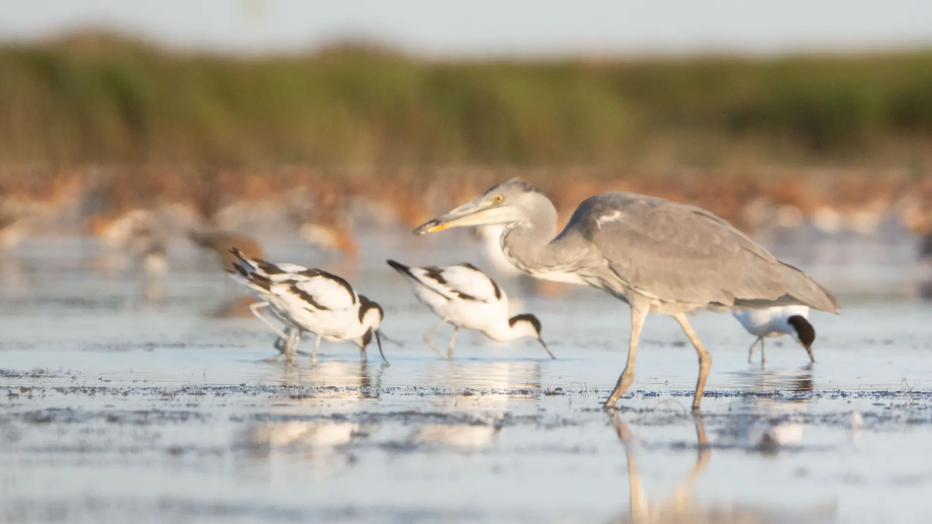 les oiseaux de la baie d'Yves