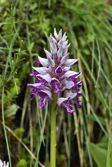 Orchis purpurea