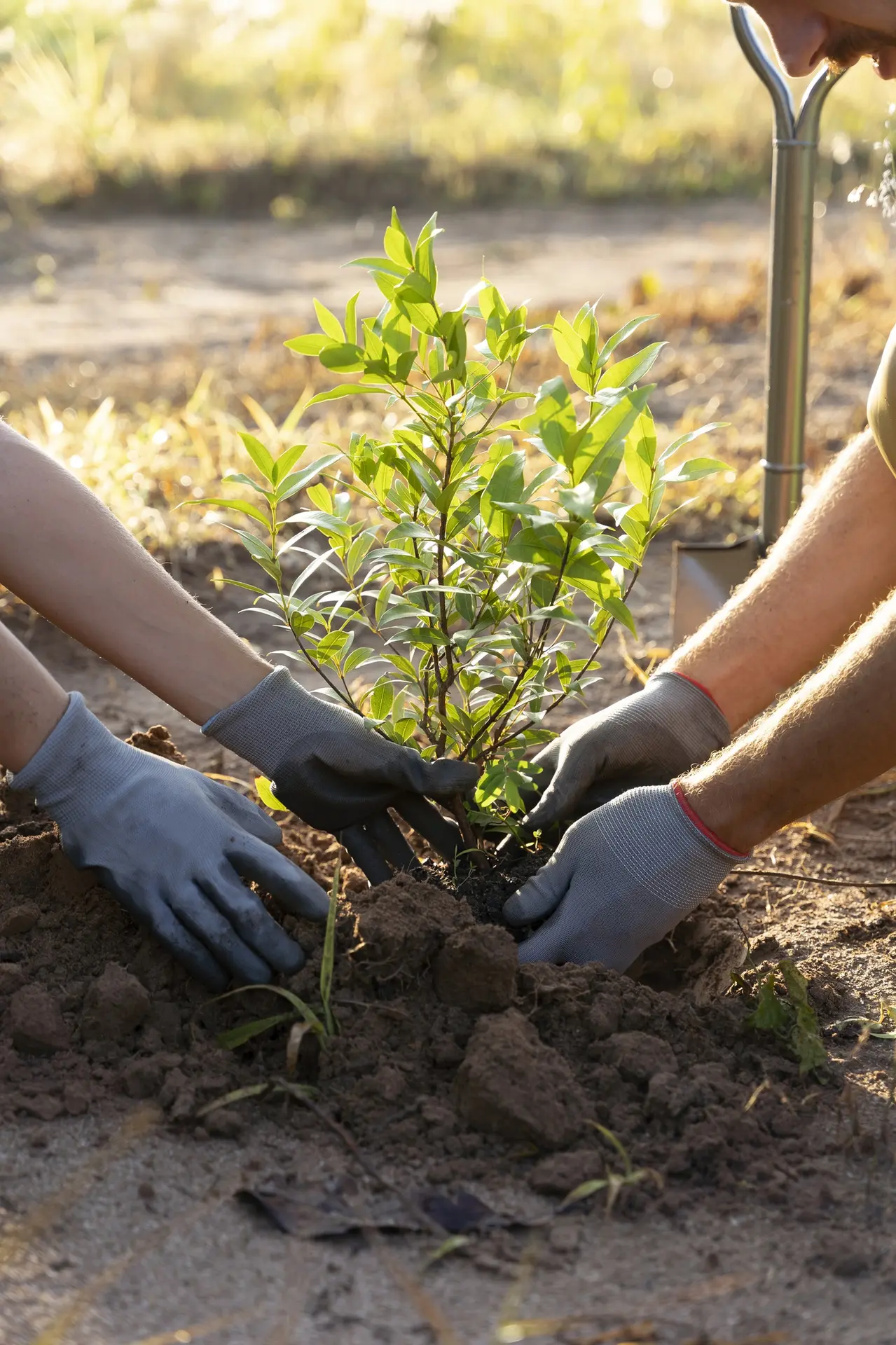 People-planting-tree-countryside