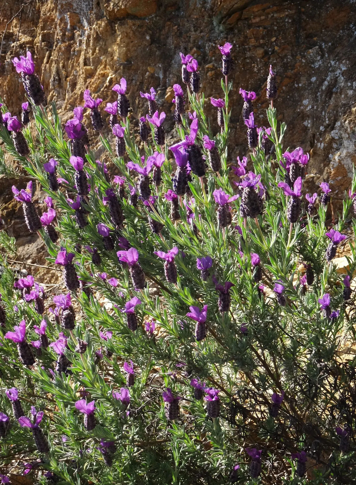 Les conférences environnement en Méditerranée porte des Maures