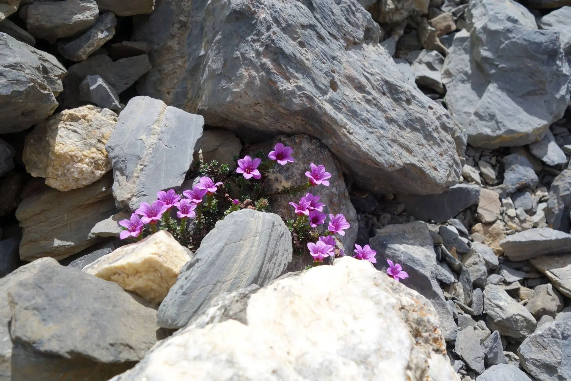 saxifrage à feuilles opposées