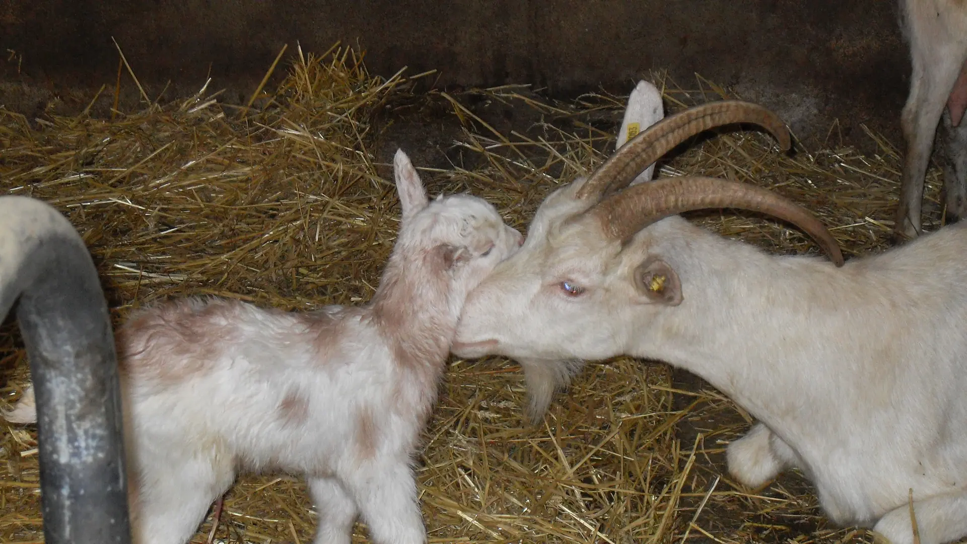 Chèvre et chevreaux