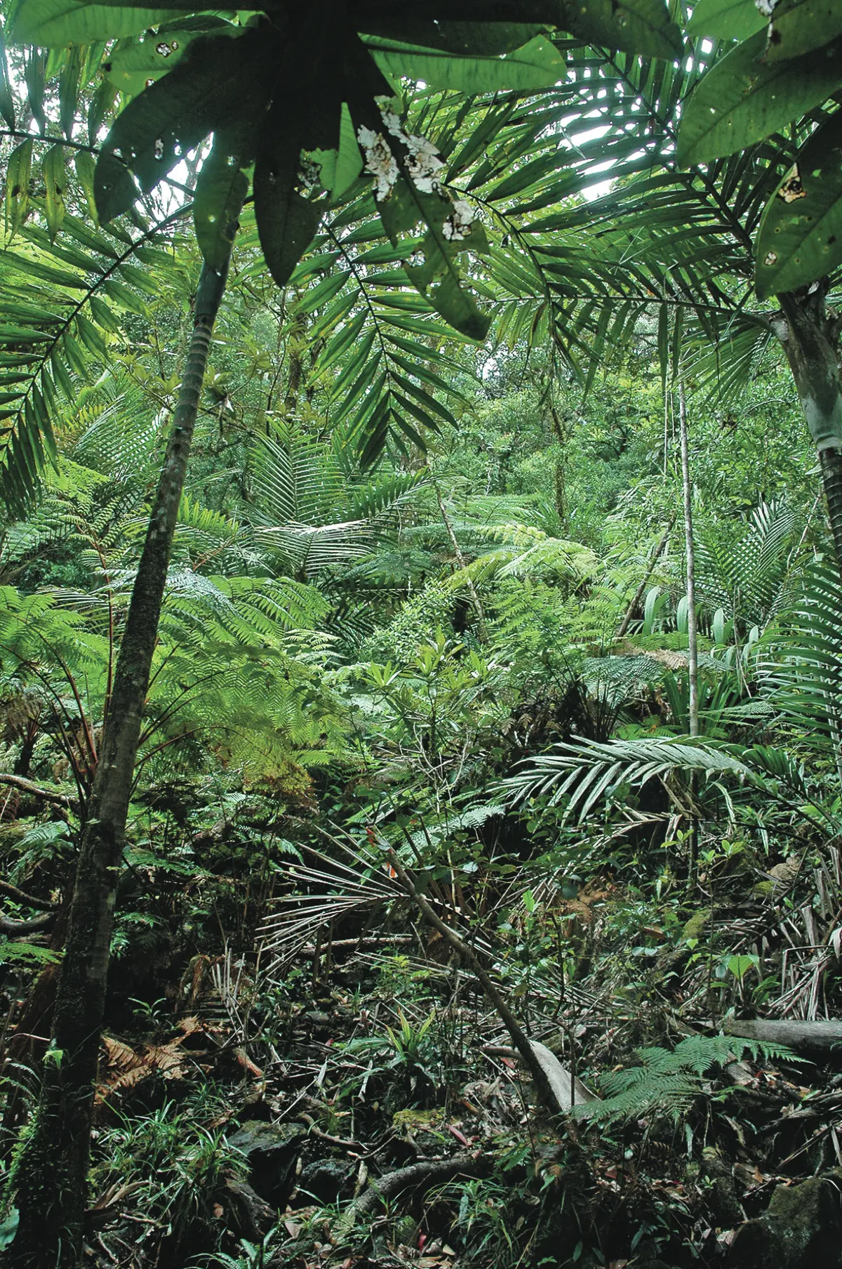Foret primaire