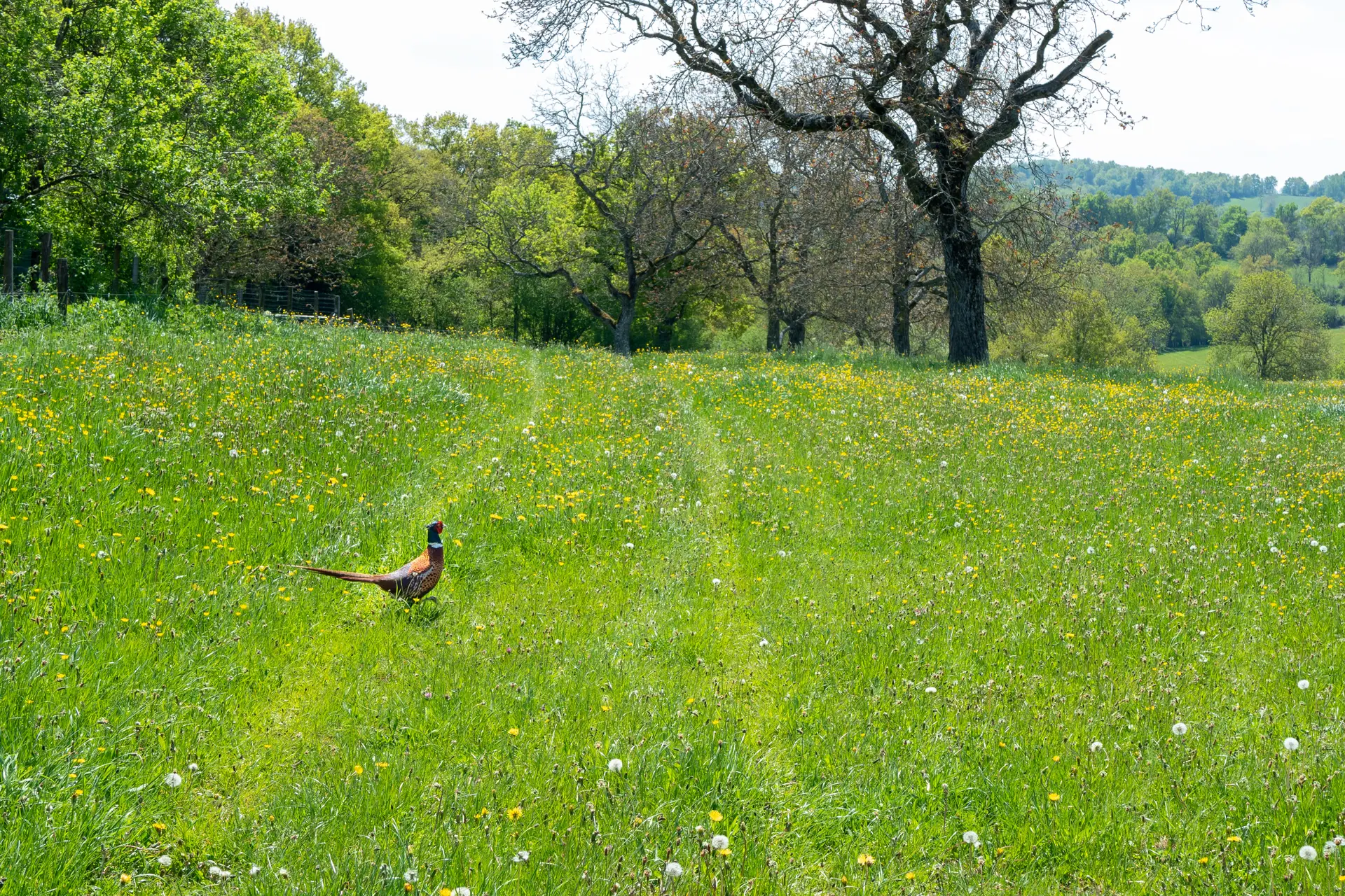 nature