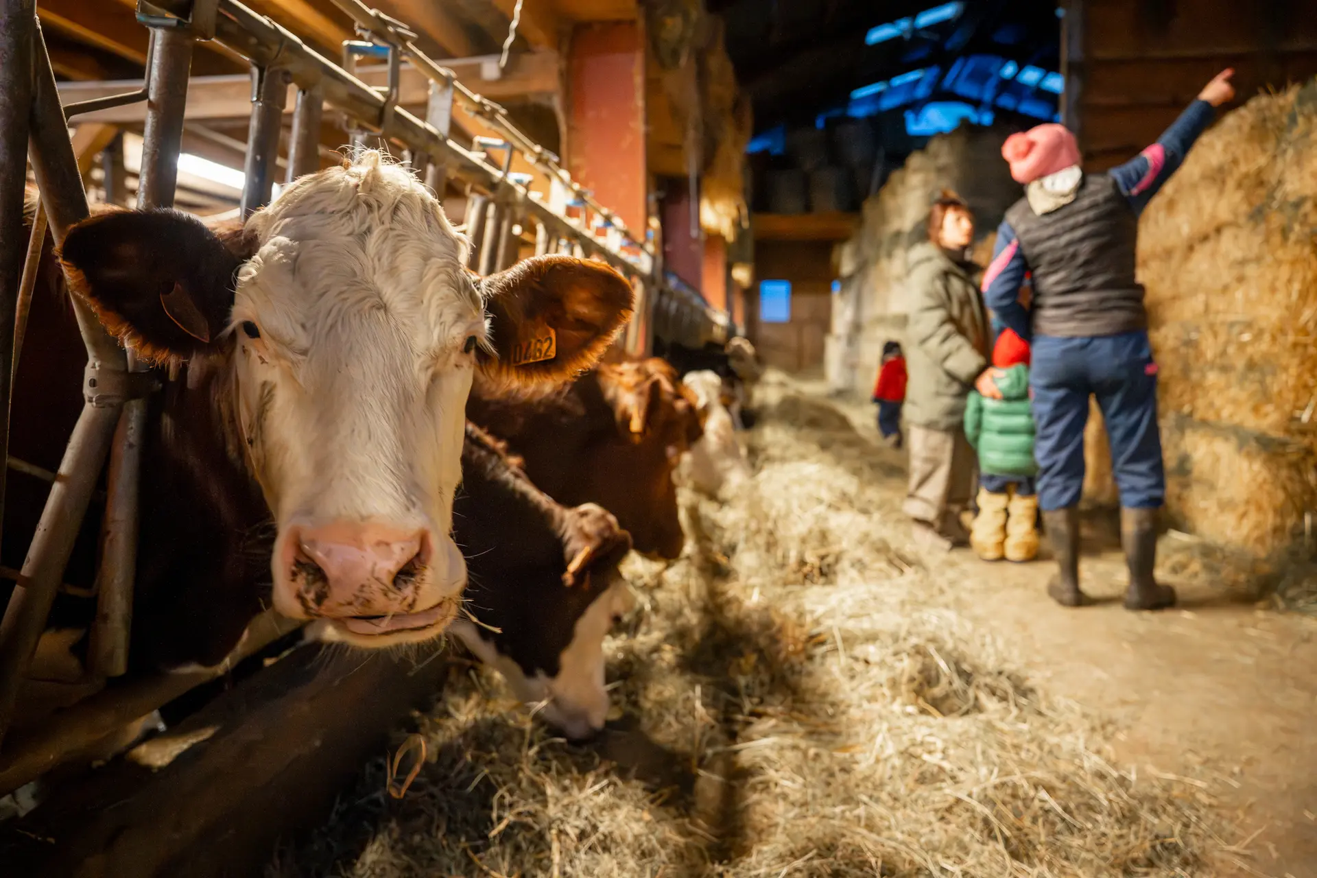 Visite guidée d'une ferme de montagne_Les Contamines-Montjoie