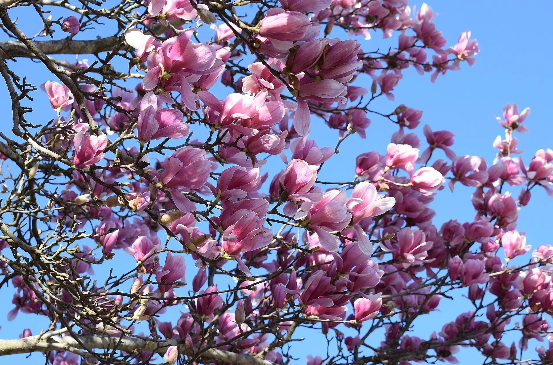 Magnolia