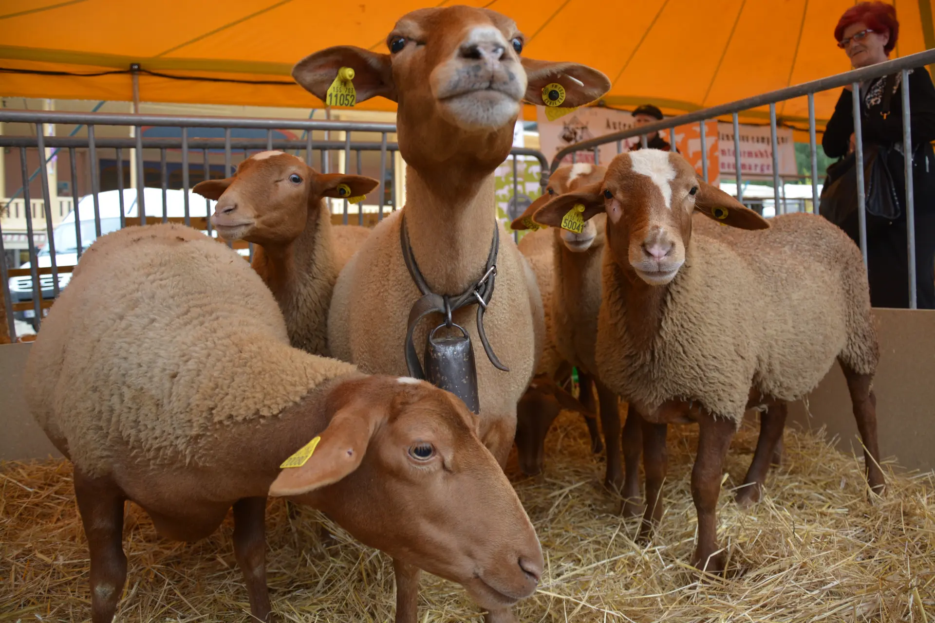 Moutons