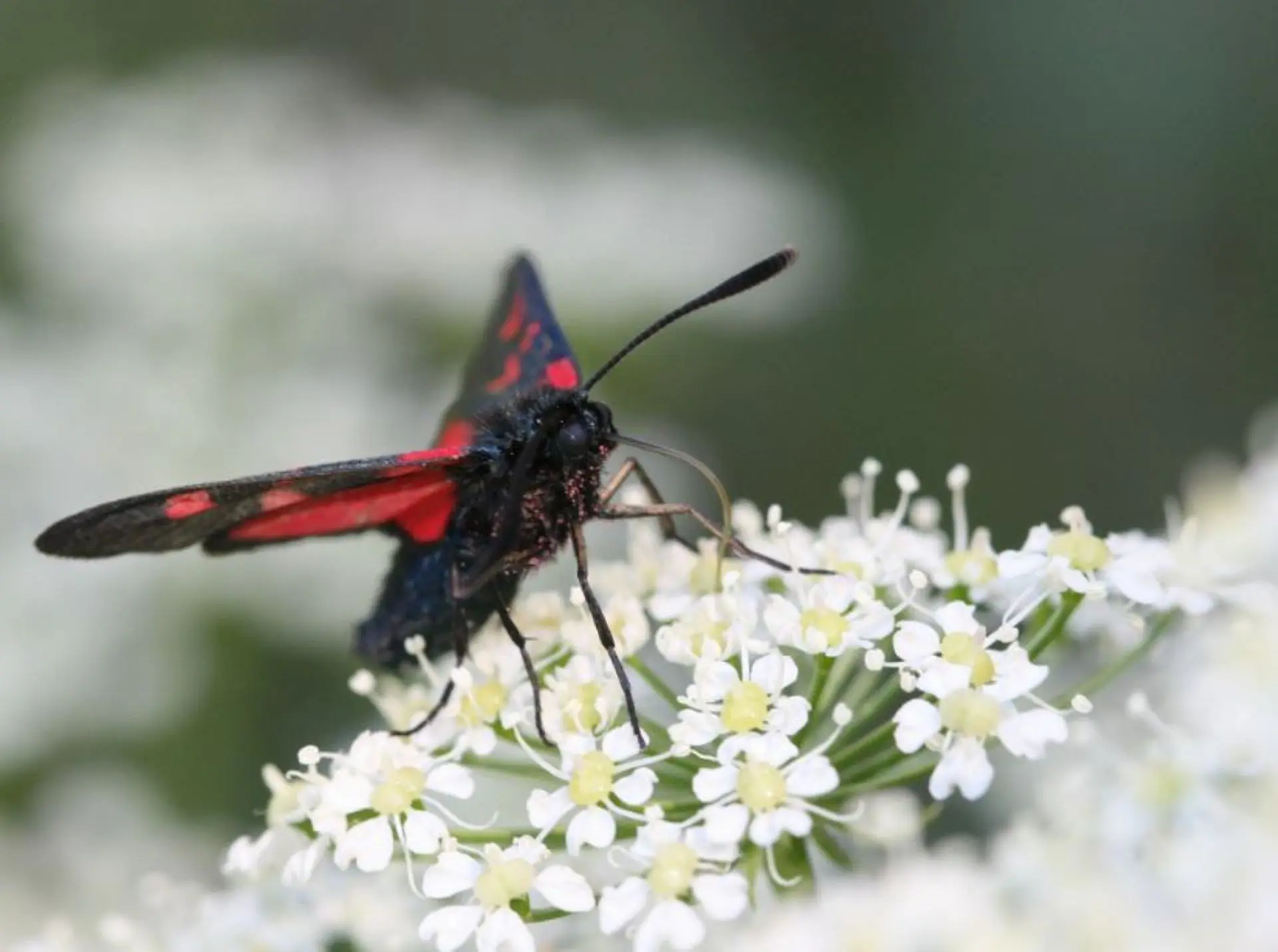 [Zygaenidae] Zygaena