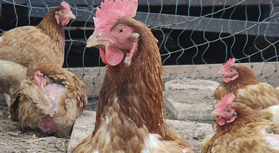 Visite Ferme Les Poules Provençales  - Indus'3 Days_Gardanne