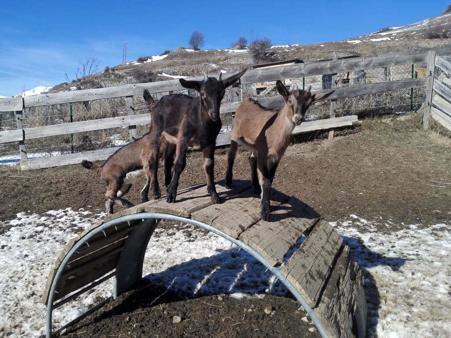 Ferme des Cabrioles