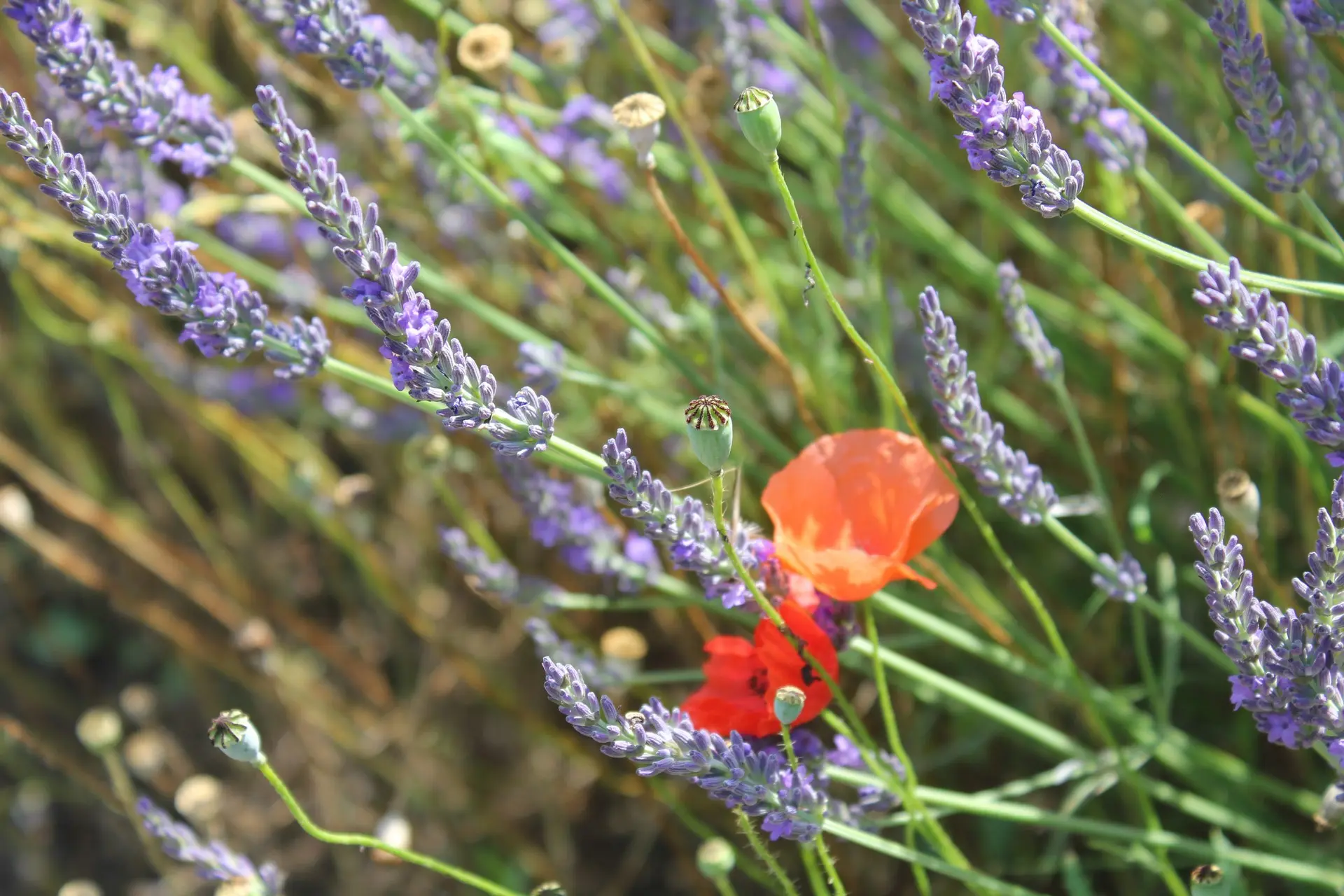 Les Sentiers de l'Abondance_Eygalières_fleurs