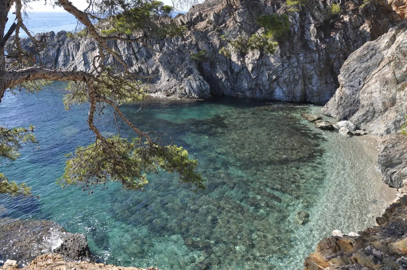 Balade randonnée sur le littoral de giens à la rencontre des oiseaux marins