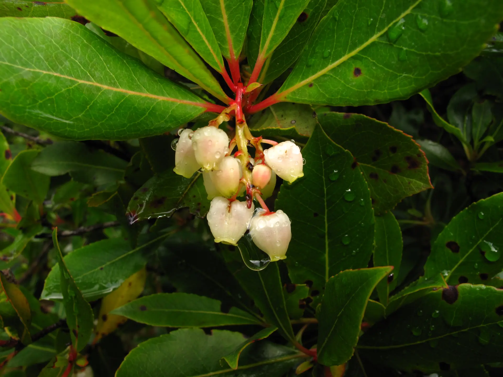 Fleurs d'arbousier