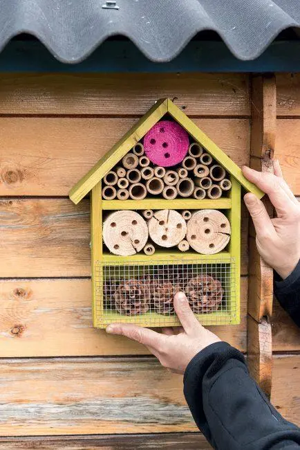 Comment reconnaît-on un insecte ?_Régusse